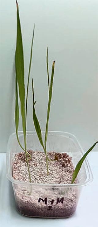 The first barley sprouts emerging from a prototype of Martian soil treated with a microbial consortium analogous to the one sent into near-Earth orbit.
