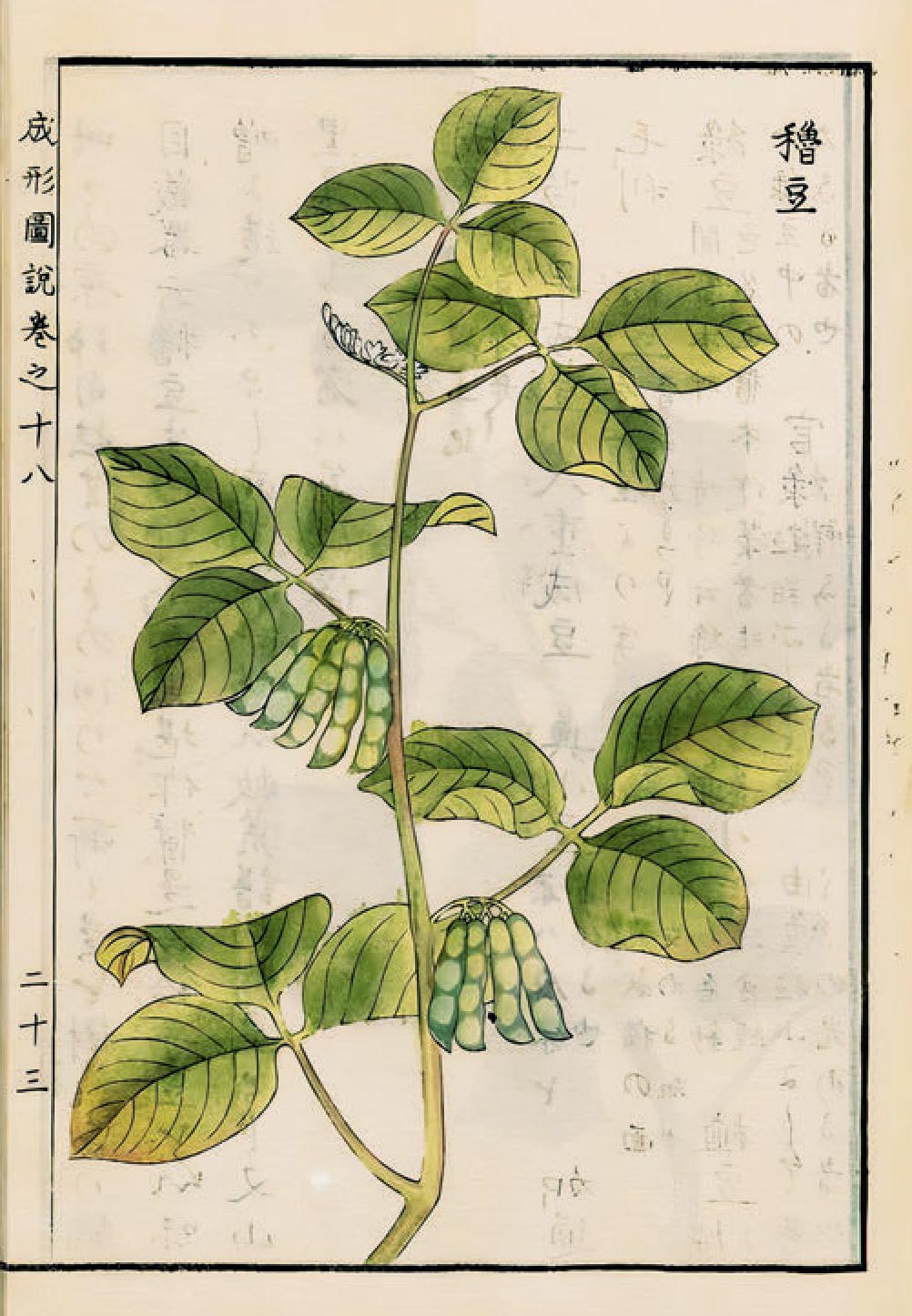 Soybean. Drawing from the Japanese agricultural encyclopedia Seikei Zusetsu, 1804. Leiden University Library.