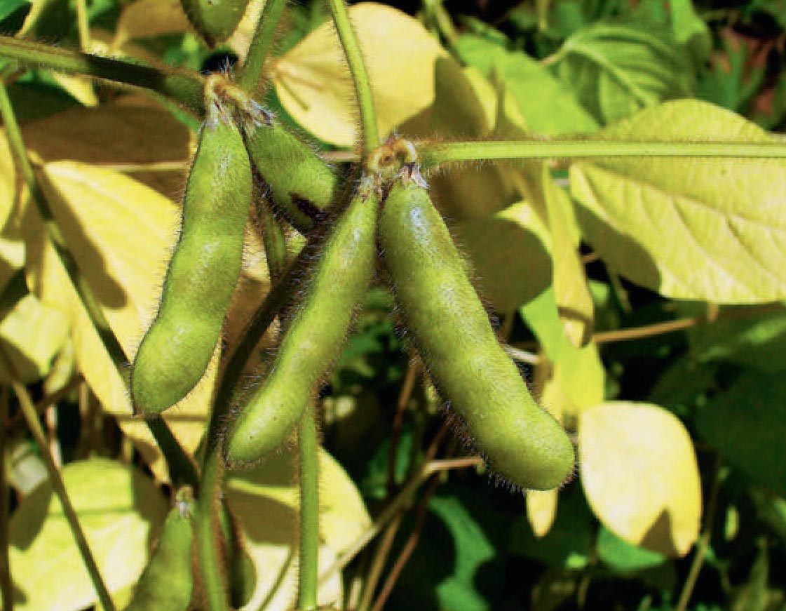 Soybeans.