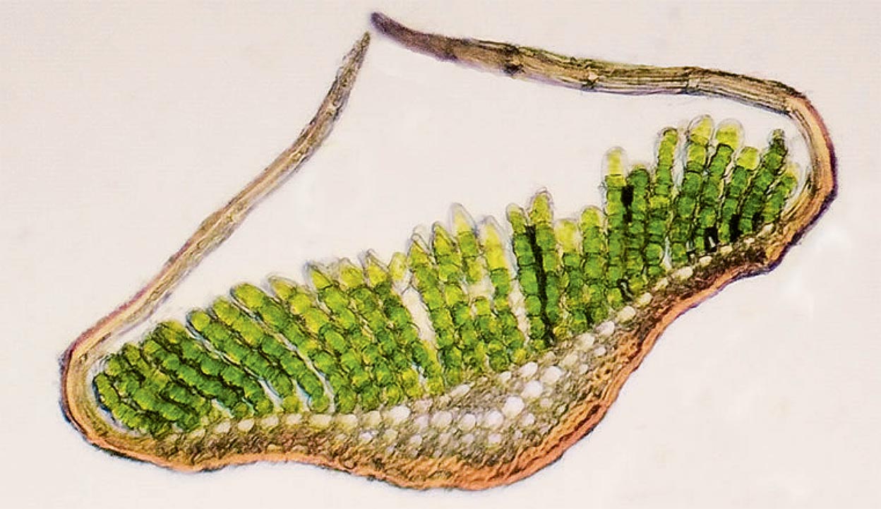Längsverlaufende Plättchen und häutige Blattränder des haarragenden Polytrichums (Querschnitt durch das Blatt, Vergrößerung × 200).