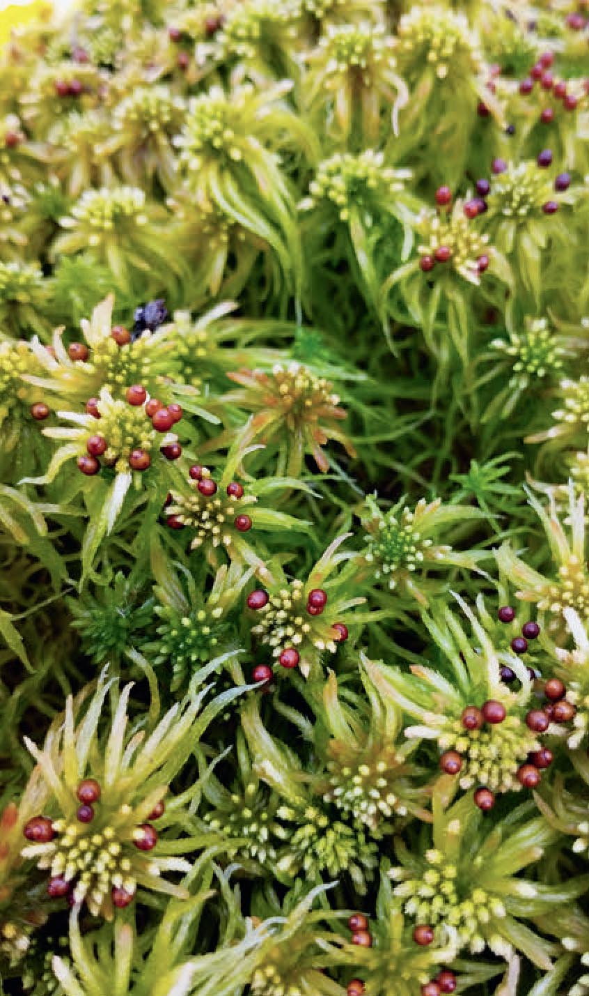 Torfmoos (Sphagnum) – ein lebender Schwamm.