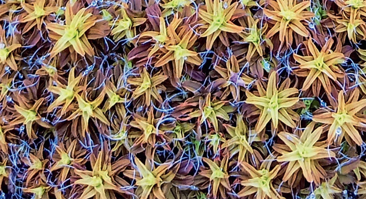 Hyaline (glasartige) Haare an den Blattspitzen des Feld-Spiralhaarmooses (Syntrichia ruralis) – eine typische Anpassung zum Einfangen von Wasser aus der Atmosphäre.