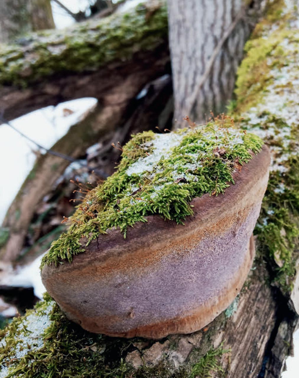 Grüne Moose (Jochenia pallescens) auf einem Zunderschwamm.