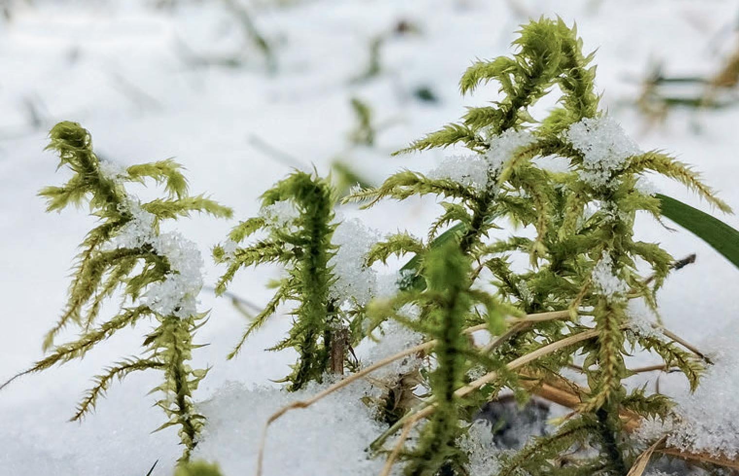 Moose unter dem Schnee.