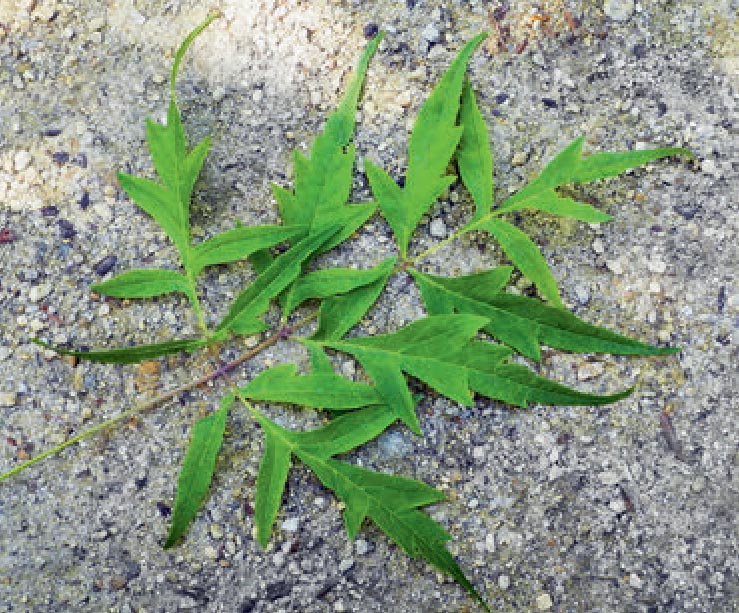 Leaf of the Tadeusz Szymanowski cultivar.