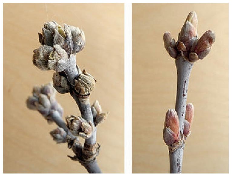 The American maple is strictly dioecious: male flower buds on the left, female flower buds on the right.