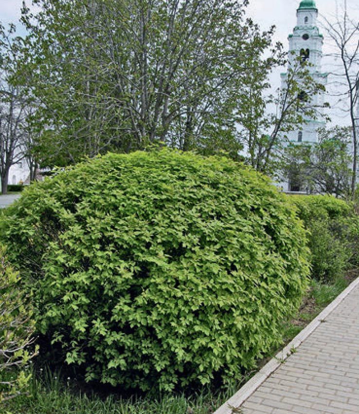 The shaped pruning of the coppice growth looks impressive, but its longevity is questionable.
