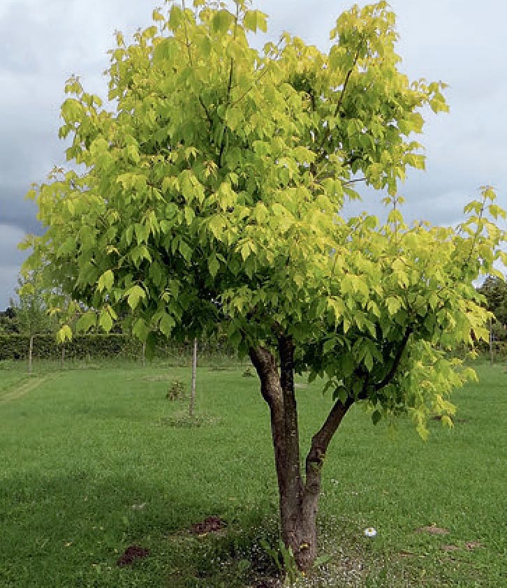 Own-rooted cultivar Kelly’s Gold, trained as a tree: the shoots are shortened at the tops of the trunks.
