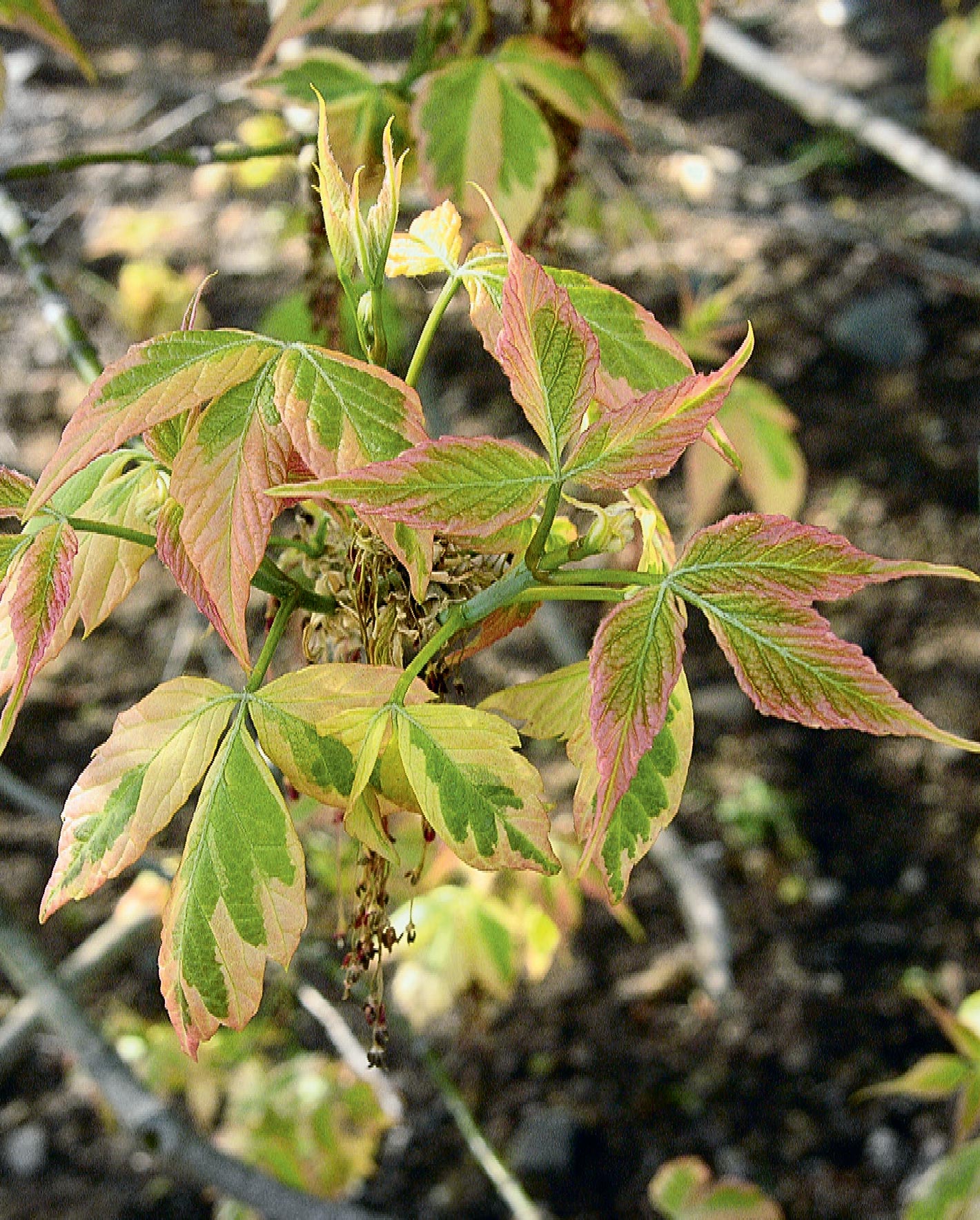 Cultivar Aureomarginatum — a male clone, as are many other cultivars.