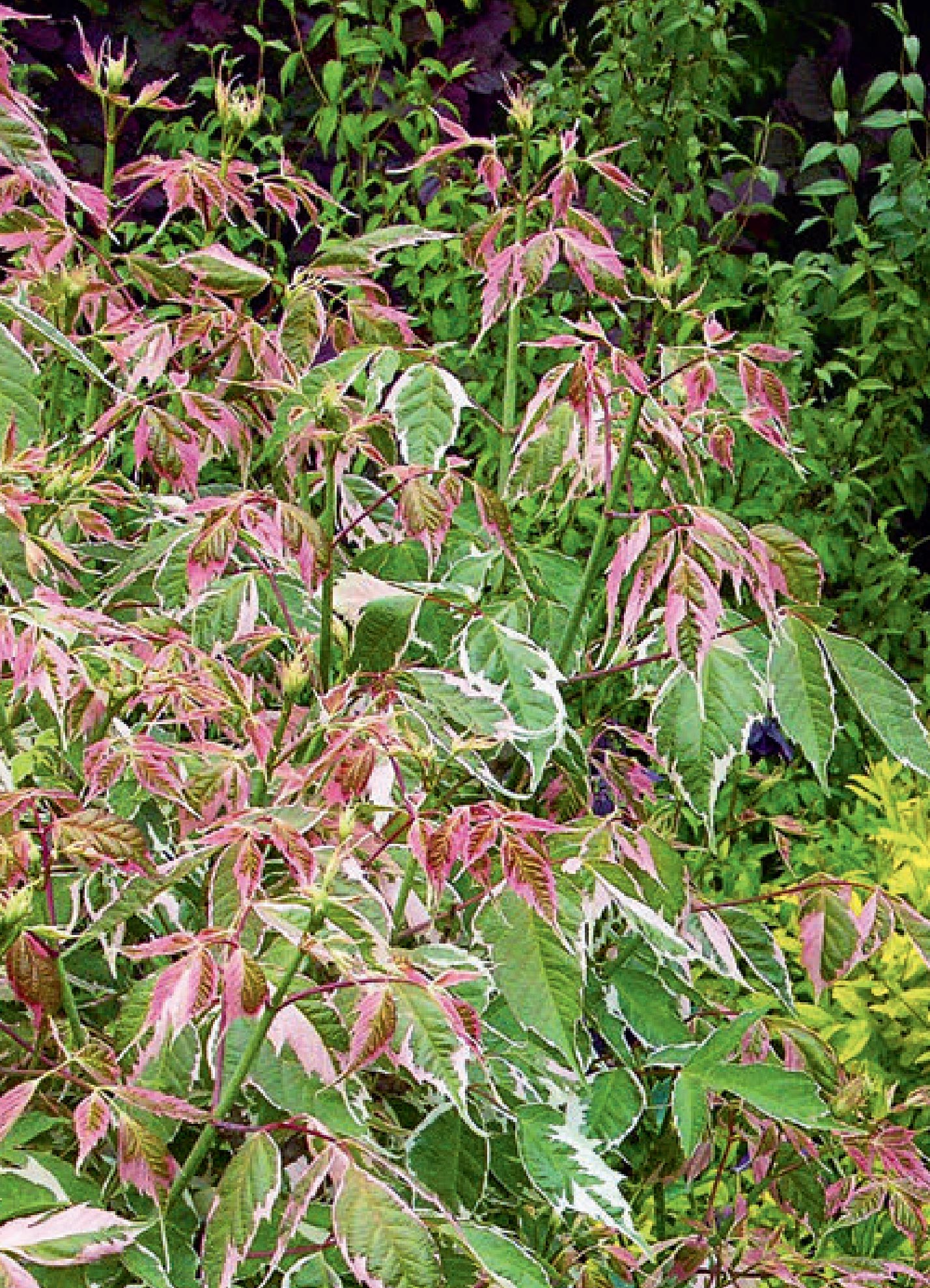 Cultivar Flamingo — the most beautiful and popular.