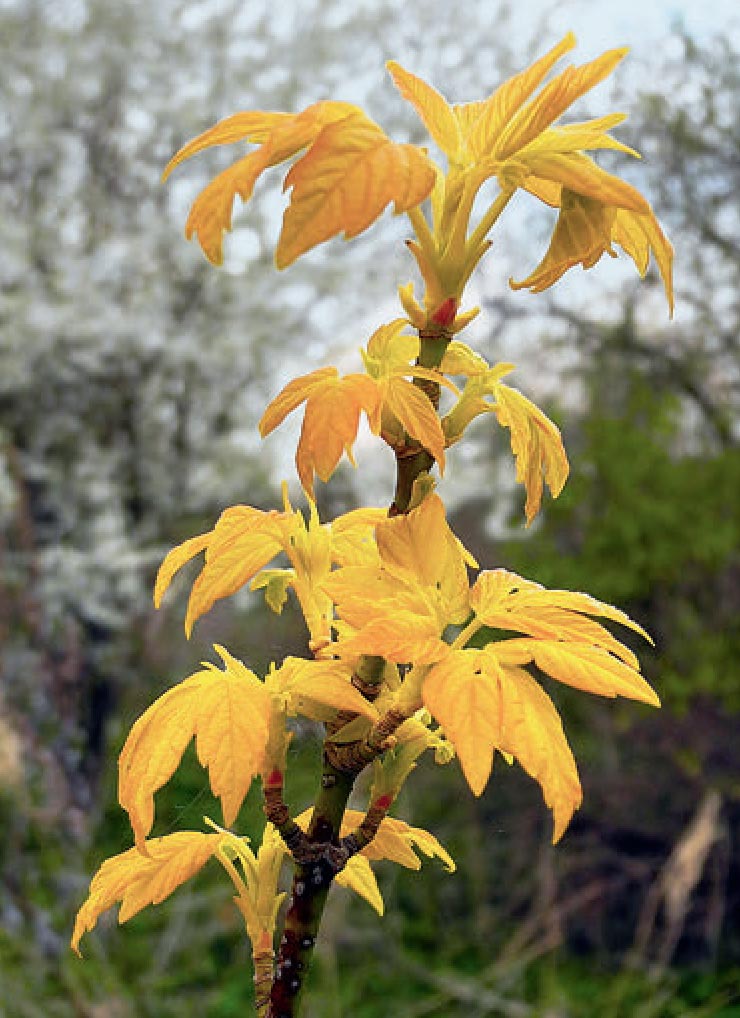 Kelly’s Gold — one of several yellow-leaved cultivars.