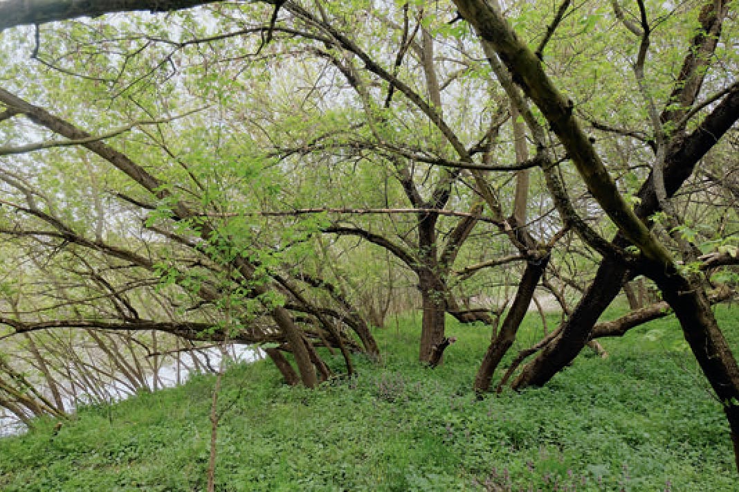 American maples in a floodplain forest.