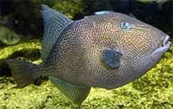 Rogatnica (ryba) (balistes capriscus)