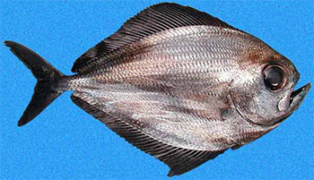pterycombus brama (pterycombus brama)