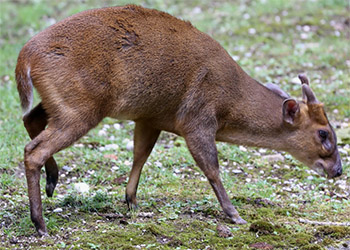 Китайский мунтжак (muntiacus reevesi)