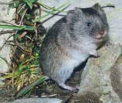 ალპური თოვლა მემინდვრია (Chionomys nivalis)