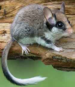 Eliomys quercinus (Eliomys quercinus)