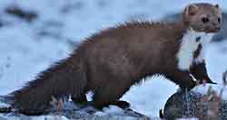 თეთრყელა კვერნა (Martes foina)