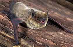 Pipistrellus kuhlii