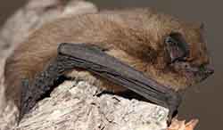 Pikkulepakko (pipistrellus nathusii)