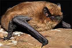 Kääpiölepakko (pipistrellus pygmaeus)